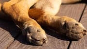 Keep your dog's paws clean with baking soda