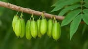 Heard of bilimbi fruit?