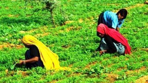Government likely to boost rural, agricultural-sector ahead of elections: Jani Government likely to boost rural, agricultural-sector ahead of elections: Jani