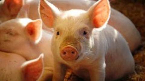 Disease kills thousands of swine, Mizoram government bans pigs' import Disease kills thousands of swine, Mizoram government bans pigs' import