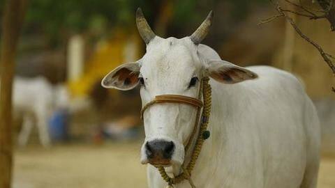 UP: Over 100 cows die over 2 days, probe ordered UP: Over 100 cows die over 2 days, probe ordered