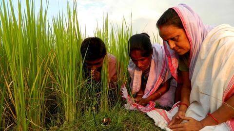 Assam celebrates Kati Bihu festival; Governor, CM extend best wishes Assam celebrates Kati Bihu festival; Governor, CM extend best wishes