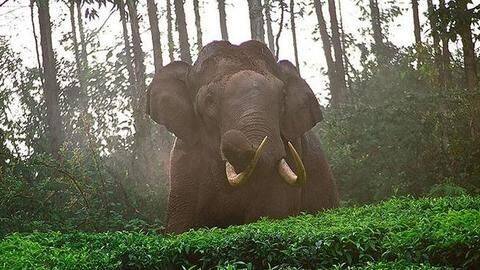 Odisha: Wild jumbo tramples 5 to death in one night Odisha: Wild jumbo tramples 5 to death in one night