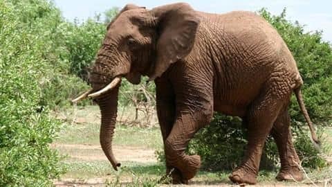 Kerala: Forest watcher dies in elephant attack, two severely injured Kerala: Forest watcher dies in elephant attack, two severely injured