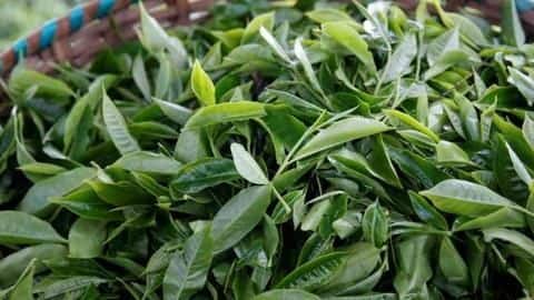 IIM-B to revamp existing tea-auction methodology for improved price discovery IIM-B to revamp existing tea-auction methodology for improved price discovery