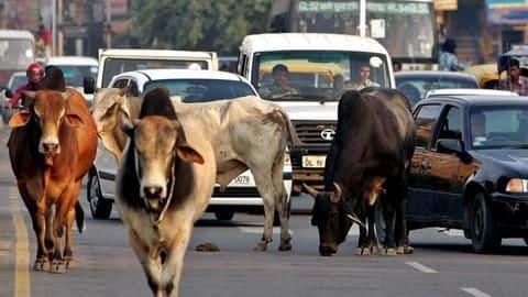 Penalty doubled, owners to pay Rs. 5,000 if animals stray Penalty doubled, owners to pay Rs. 5,000 if animals stray
