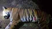 Tigress, responsible for 13 deaths, killed in Maharashtra