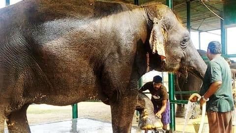 'Illegal and not permissible': India's only elephant rescue-center gets notice 'Illegal and not permissible': India's only elephant rescue-center gets notice