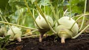 Jicama v/s kohlrabi: Which veggie has more vitamin C?