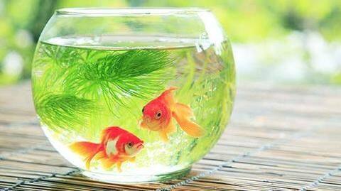 Five reasons why fish make great pets Five reasons why fish make great pets