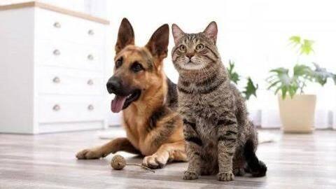 Five handy home decor tips for pet owners Five handy home decor tips for pet owners