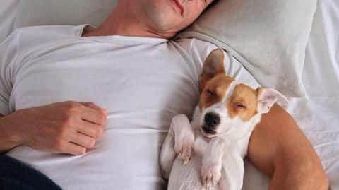 Top 6 items you can gift to pet lovers Top 6 items you can gift to pet lovers