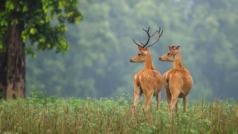 Kanha National Park, Madhya Pradesh Kanha National Park, Madhya Pradesh