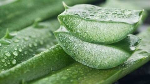 Aloe vera gel Aloe vera gel