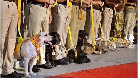"Born as dog, retired as soldier," CISF felicitates dog commandos "Born as dog, retired as soldier," CISF felicitates dog commandos