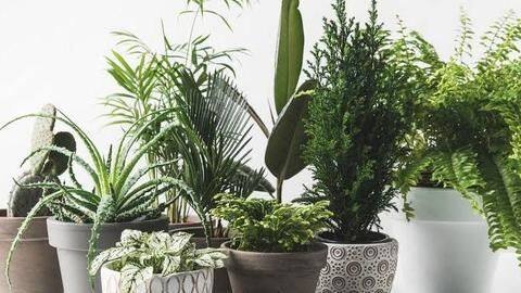 Clear more space; Go for greenery Clear more space; Go for greenery