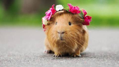Five animals you didn't realize could make great pets Five animals you didn't realize could make great pets