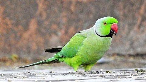 Five interesting facts about parrots you should know Five interesting facts about parrots you should know