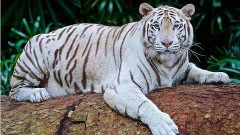 White Bengal Tiger: Majestic, mysterious and mesmerizing White Bengal Tiger: Majestic, mysterious and mesmerizing