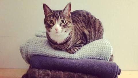 Five essential tips for new cat parents Five essential tips for new cat parents