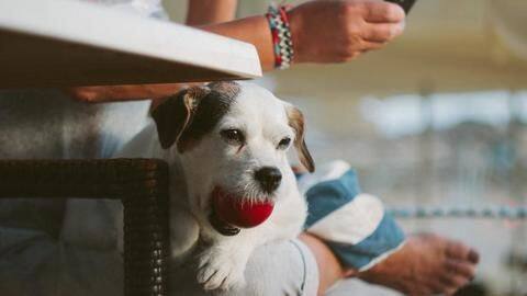 How to keep your dog active (indoors) this winter How to keep your dog active (indoors) this winter