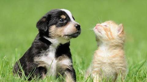 How to choose the right pet according to your lifestyle? How to choose the right pet according to your lifestyle?