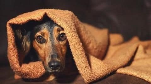 Mumbai: Man booked for sexually abusing a dog Mumbai: Man booked for sexually abusing a dog