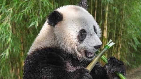 What do pandas eat? What do pandas eat?