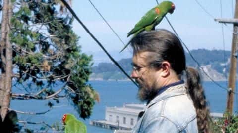 Parrots of Telegraph Hill: Many legends are attached to them Parrots of Telegraph Hill: Many legends are attached to them