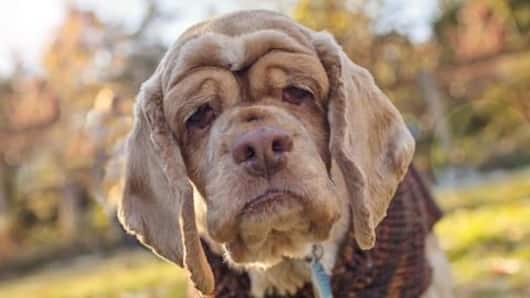 Common health issues in older dogs