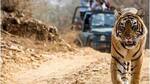 India's trademark- Jim Corbett National Park, Uttarakhand