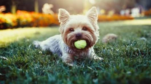 Five ways you are unknowingly killing your dog