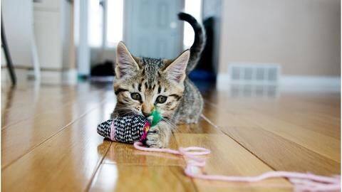 Five best cat breeds for families Five best cat breeds for families