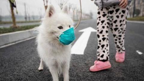 How you can protect your pet from pollution How you can protect your pet from pollution