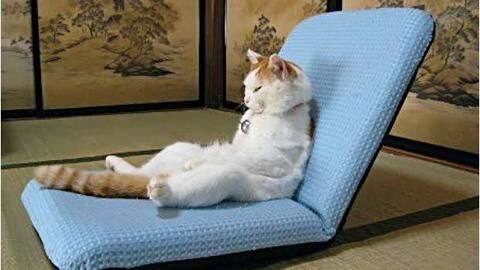 Six animals that reflect human behavior Six animals that reflect human behavior