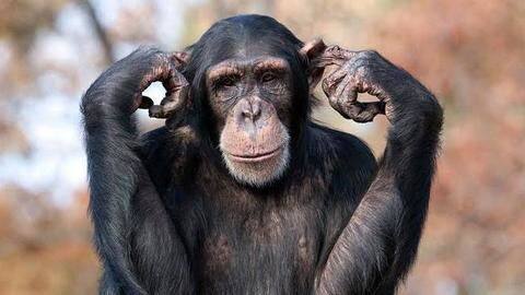 Five of the smartest animals in the world Five of the smartest animals in the world