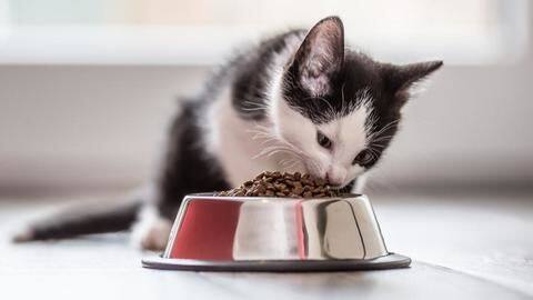 List of the food items you should feed your cat List of the food items you should feed your cat