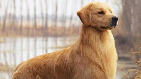 Golden Retrievers were used to retrieve shot waterfowl during hunts Golden Retrievers were used to retrieve shot waterfowl during hunts