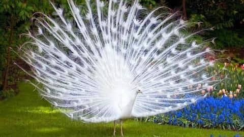 Albino (white) peacock: Glorious, spotless white creatures Albino (white) peacock: Glorious, spotless white creatures