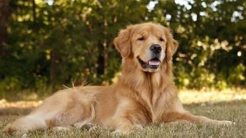 Golden Retrievers frequently land roles in movies and TV shows Golden Retrievers frequently land roles in movies and TV shows