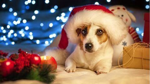 Top five tech gifts for your doggy Top five tech gifts for your doggy