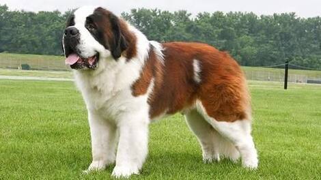 St. Bernard: Huge and powerful yet playful and patient