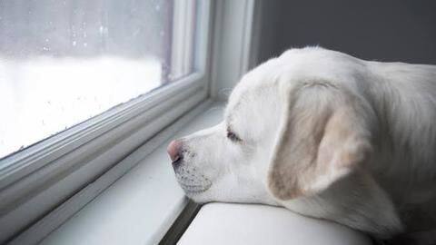 Five indoor activities and training tricks for dogs during winters Five indoor activities and training tricks for dogs during winters