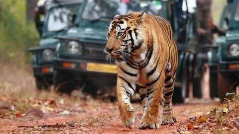 Ranthambore National Park, Rajasthan Ranthambore National Park, Rajasthan