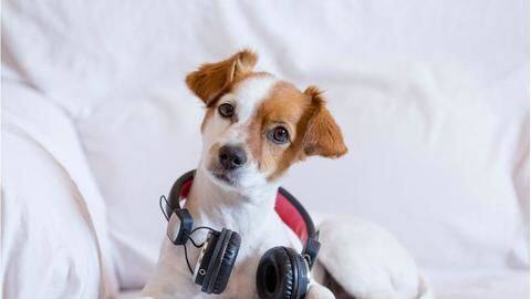 Here's how to create a Spotify playlist for your pet Here's how to create a Spotify playlist for your pet