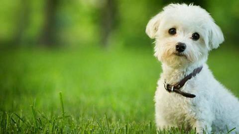 Adopting a dog for first time? Here are five tips Adopting a dog for first time? Here are five tips