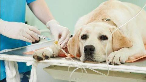 Considerations: Take into account your pet's age and breed beforehand Considerations: Take into account your pet's age and breed beforehand