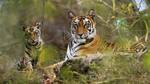 Bandhavgarh National Park, Madhya Pradesh