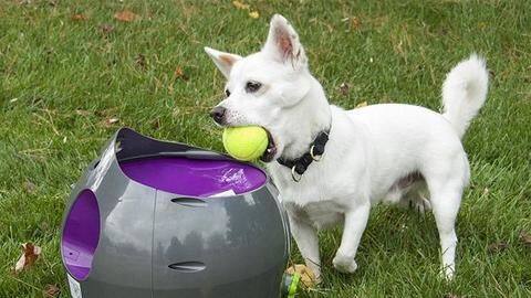 Five must-have gadgets for your dog Five must-have gadgets for your dog