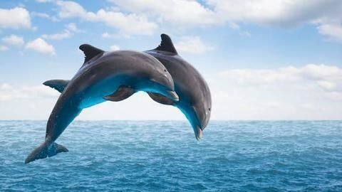 Six amazing facts about Dolphins you should know Six amazing facts about Dolphins you should know